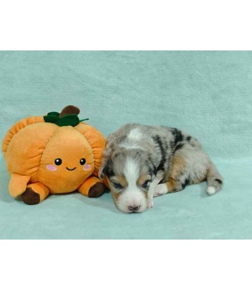 ❌ Chiot 2 - MÂLE Bleu Merle...