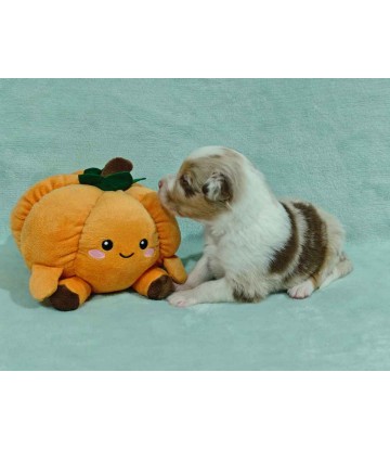 ✅ Chiot 5 - Mâle Rouge Merle