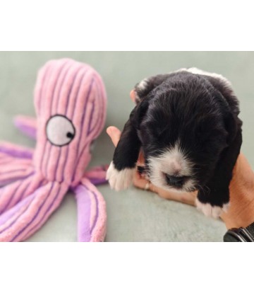 ✅ Chiot 1 - Femelle bicolore