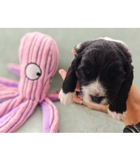 ✅ Chiot 1 - Femelle bicolore