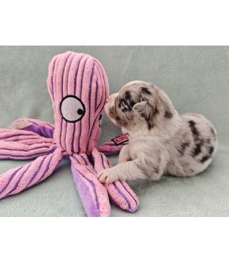 ✅ Chiot 2 - femelle bleu merle bicolore