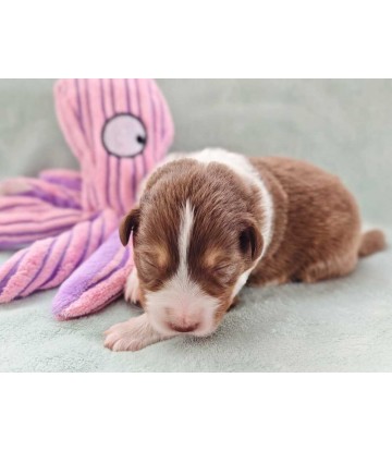 ✅ Chiot 3 - Femelle rouge...