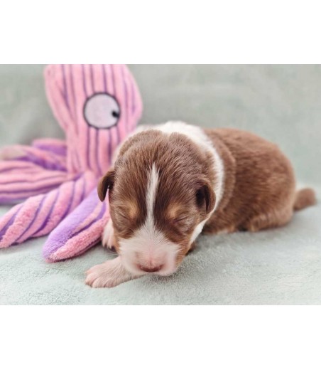 ✅ Chiot 3 - Femelle rouge tricolore