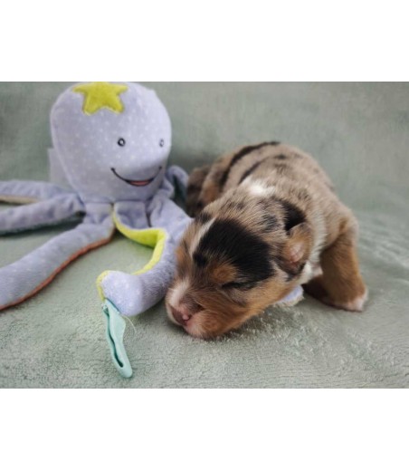 ✅ Chiot 5 - Mâle bleu merle