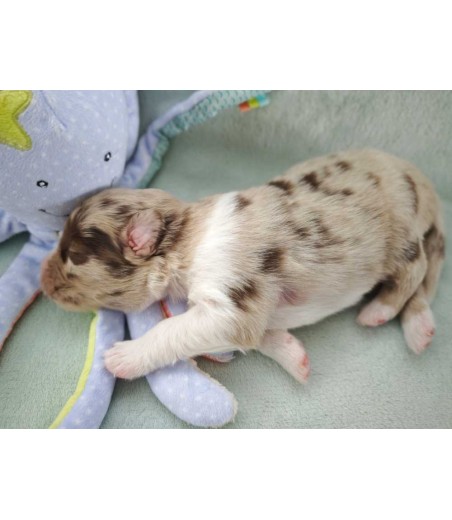 ✅  Chiot 6 - mâle rouge merle