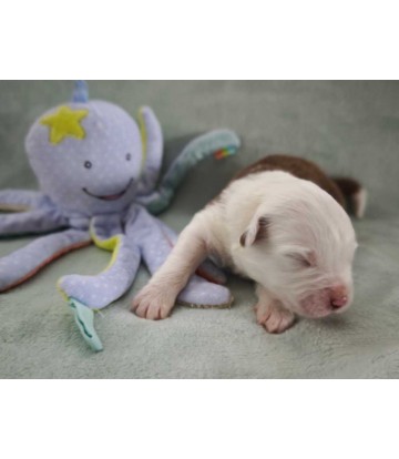 ✅ Chiot 7 - mâle bicolore