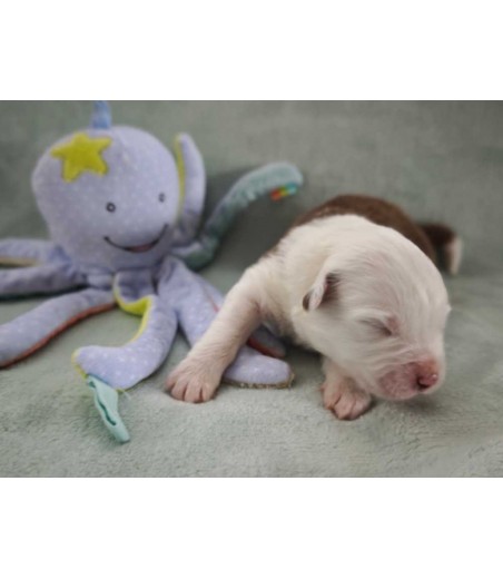 ✅ Chiot 7 - mâle bicolore