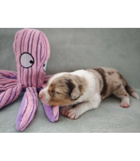 ✅  Chiot 8 - Femelle rouge merle