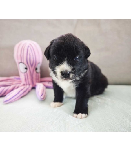 ✅ [ réservation en cours ] Chiot 1 - Femelle bicolore