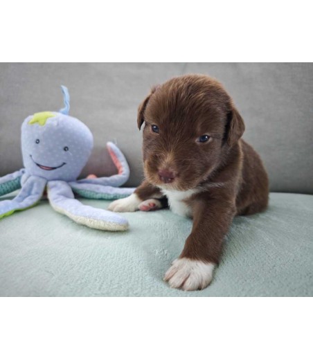 ✅ Chiot 4 -  Mâle rouge bicolore