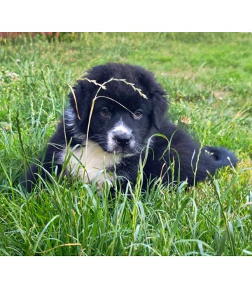 ✅ Chiot 1 - Femelle bicolore