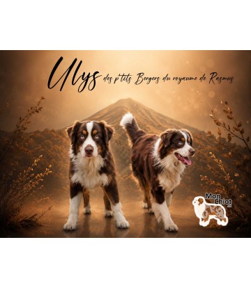 Ulys, un Berger Australien...