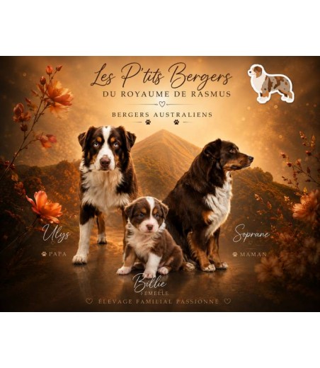❌   Chiot 1 -Billie - Femelle tricolore - Réservée