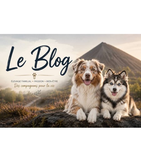 Découvrez le Blog des P'tits Bergers du Royaume de Rasmus !