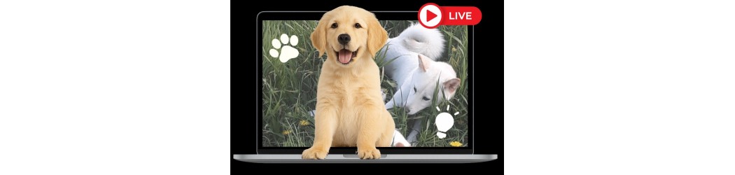 Formation en ligne