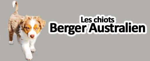 chiots Berger Australien disponibles