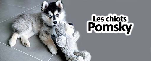 chiots pomsky disponibles
