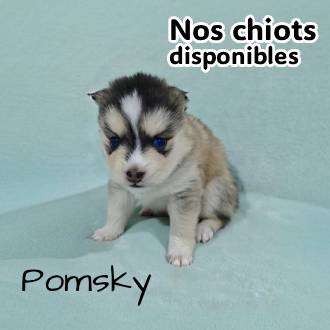 chiot pomsky disponible