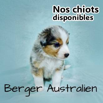 chiot berger australien disponible